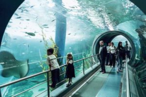 Sea-Life-Melbourne-Aquarium