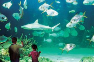 Sydney-Sea-Life-Aquarium