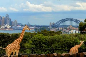 Taronga-Zoo