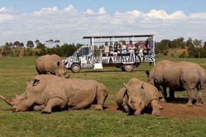 Werribee-Open-Range-Zoo